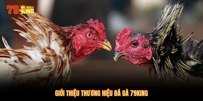 Thông tin về sảnh chơi game đá gà 79King Thông tin về sảnh chơi game đá gà 79King
